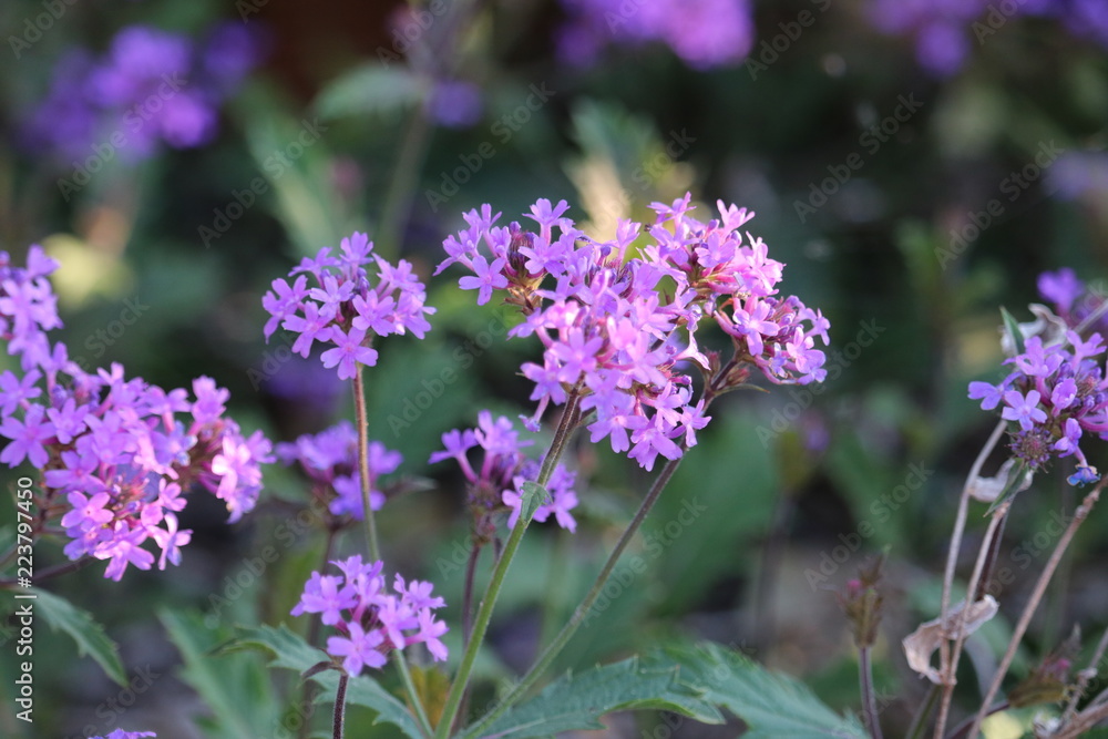Obraz premium purple flower