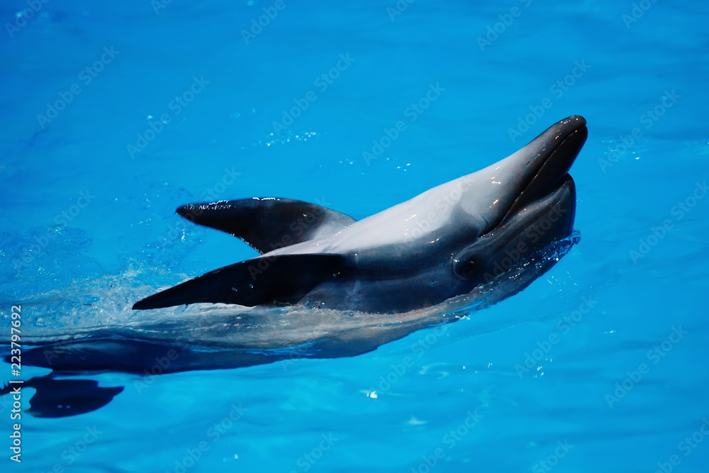 Obraz premium Sea animals swim in the dolphinarium in blue water.