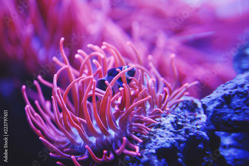 Colorful aquarium fish  algae and corals in the dark blue water in the oceanic center.