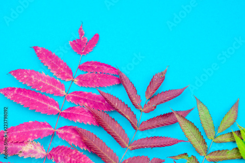 Multicolored autumn leaf on a soft blue background © Дарья Колпакова