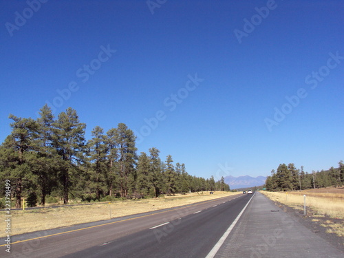 Carretera entre bosques de pino