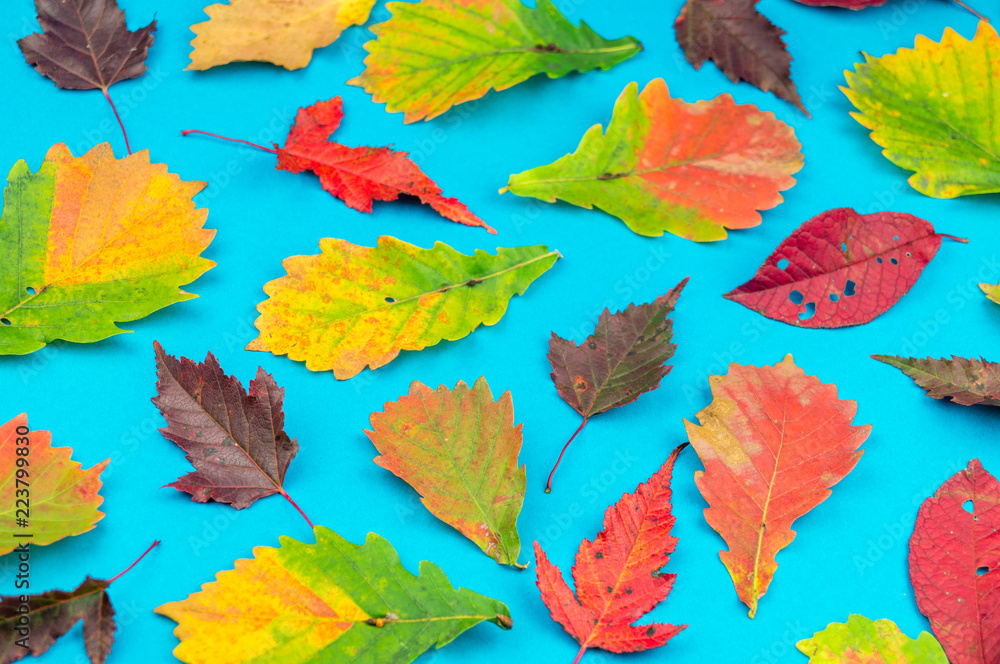 Obraz premium Multicolored autumn leaf on a soft blue background