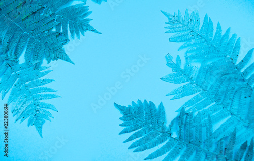 Blue autumn leaf fern on a soft blue background