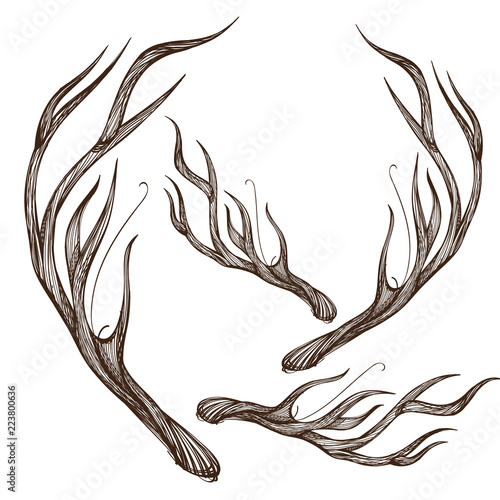 Hand drawn deer antlers. Vector illustration isolated on white background.