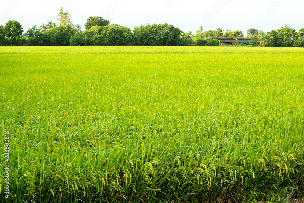 Obraz premium Rice fields
