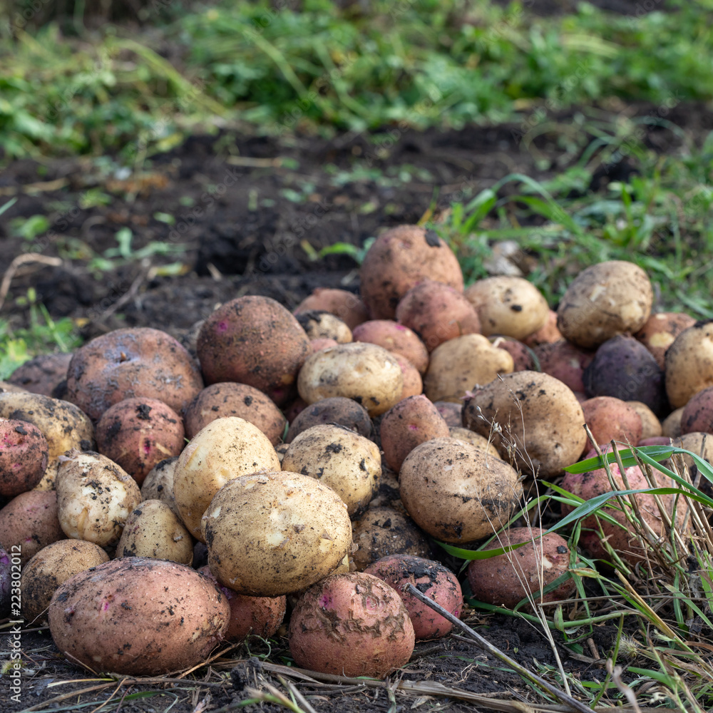 Harvesting potatoes on field, farm workers picking and transporting to the warehouse