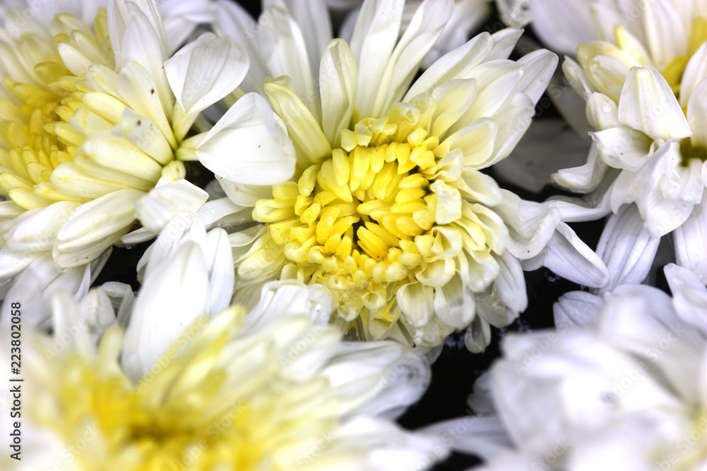 zoom view of white flower zoom view of white flower