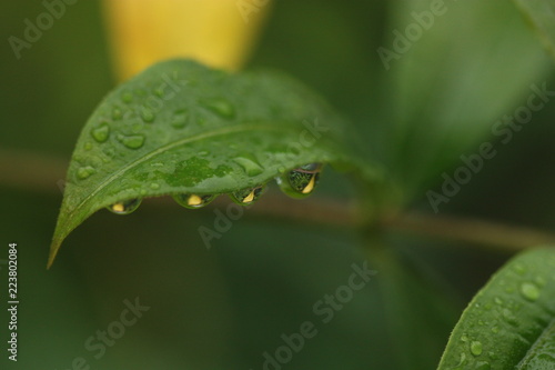 leaf of plant with rain drop blur background
