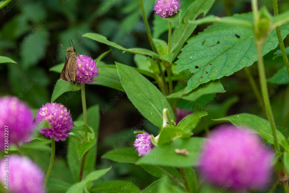 Butterfly on a Flower Butterfly on a Flower