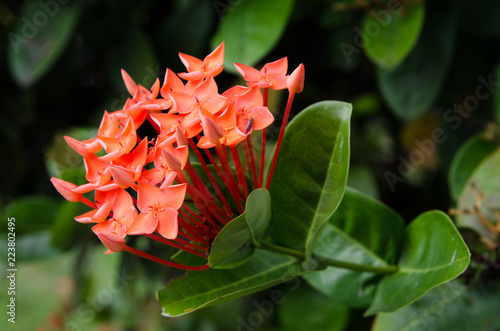 Red needles in the garden.