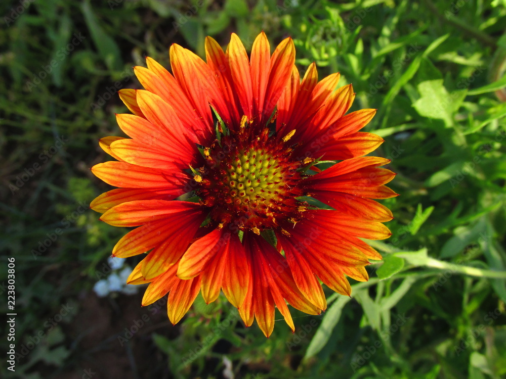 Closeup orange flower. Nature background. Organic texture Closeup orange flower. Nature background. Organic texture