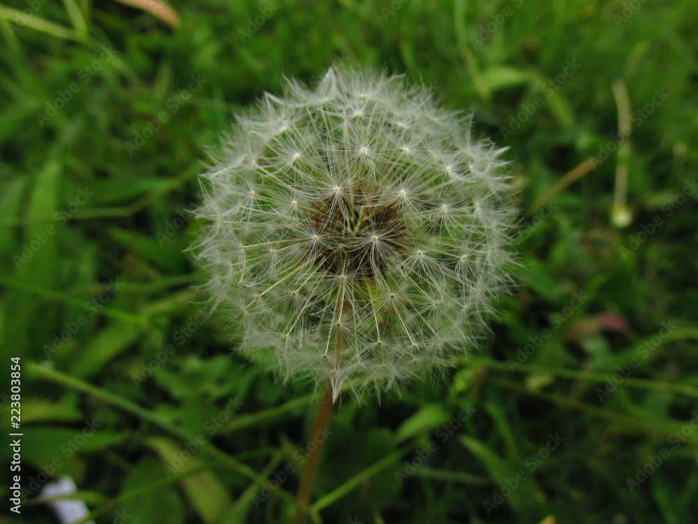 Organic texture: Dandelion against green background Organic texture: Dandelion against green background