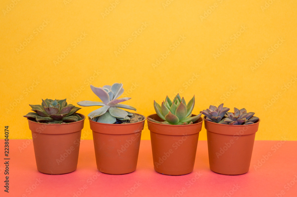 lot of cactus in pots stands on a pink background