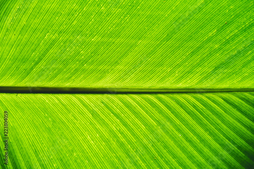 Background texture green Leaves 