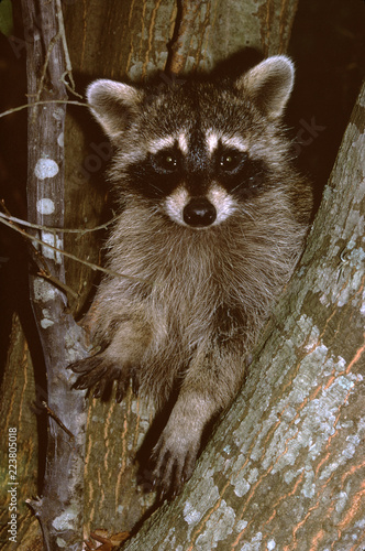 North American Raccoon (Procyon lotor)