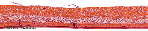 stratified squamous epithelium - cross section cut under the microscope – microscopic view of animal cells for education