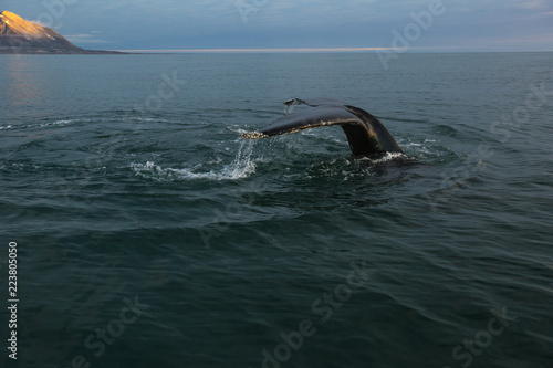 Humpback Whale in the Arctic. North sea.