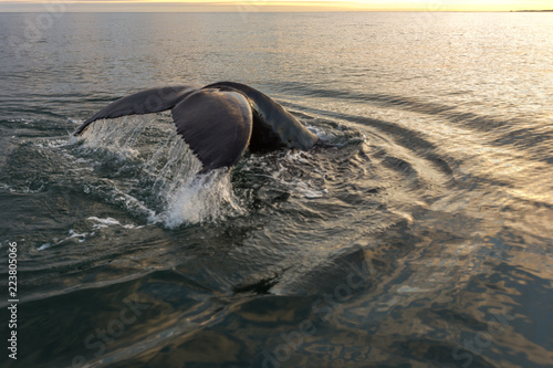 Humpback Whale in the Arctic. North sea.