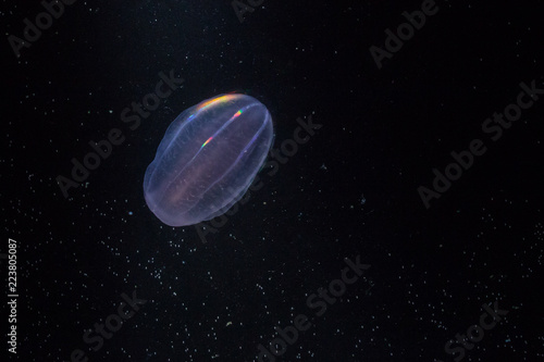 Ctenophora - jellyfish.