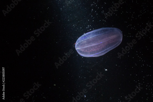 Ctenophora - jellyfish.