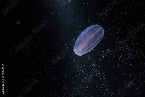 Ctenophora - jellyfish.