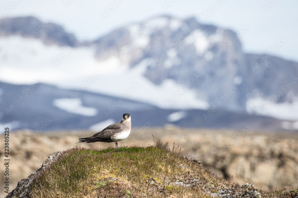 Parasitic jaeger. Stercorarius parasiticus. Parasitic jaeger. Stercorarius parasiticus.