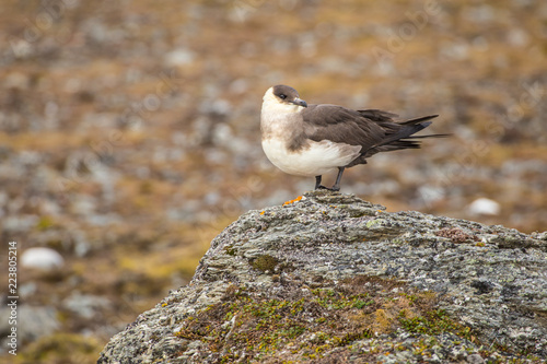 Parasitic jaeger. Stercorarius parasiticus. photo