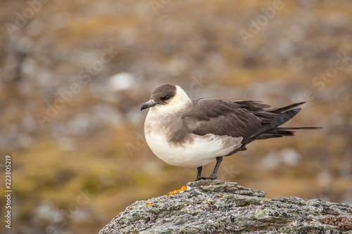 Parasitic jaeger. Stercorarius parasiticus.