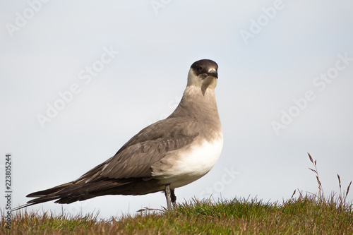 Parasitic jaeger. Stercorarius parasiticus.