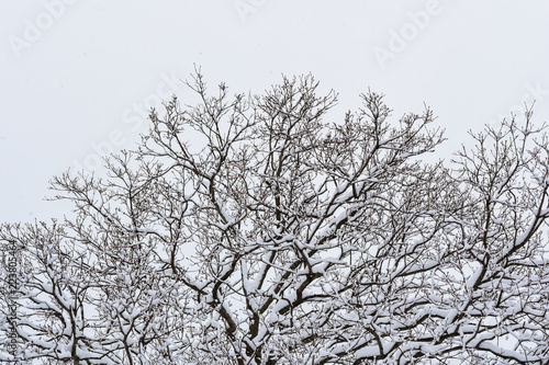 Wallpaper Mural Winter tree Torontodigital.ca