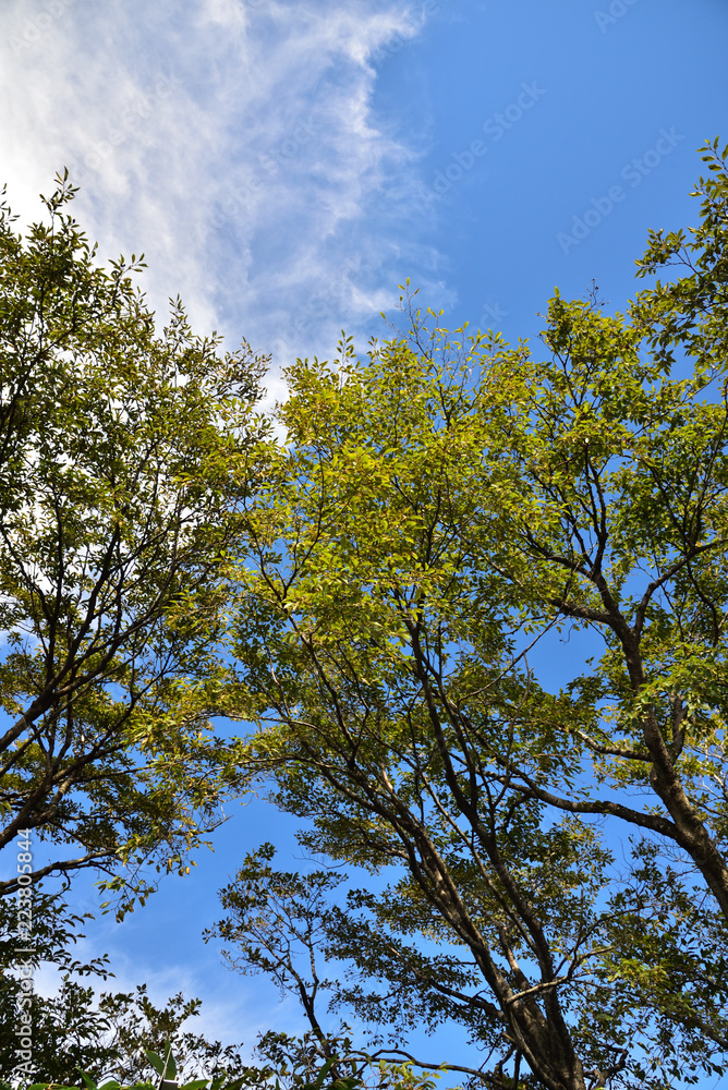 Tree and Sky