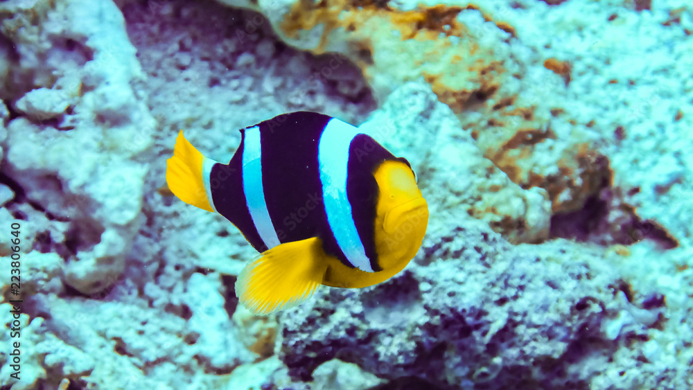 Nemo, clownfish over an anemone, Maldives. Nemo, clownfish over an anemone, Maldives.