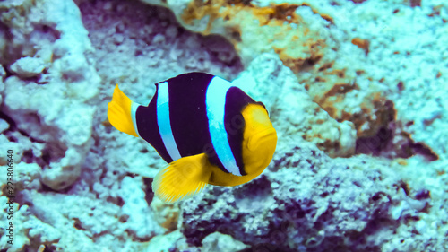 Nemo  clownfish over an anemone  Maldives.