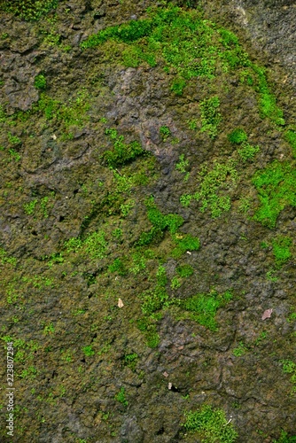 Green moss texture in nature green moss on stone background. 