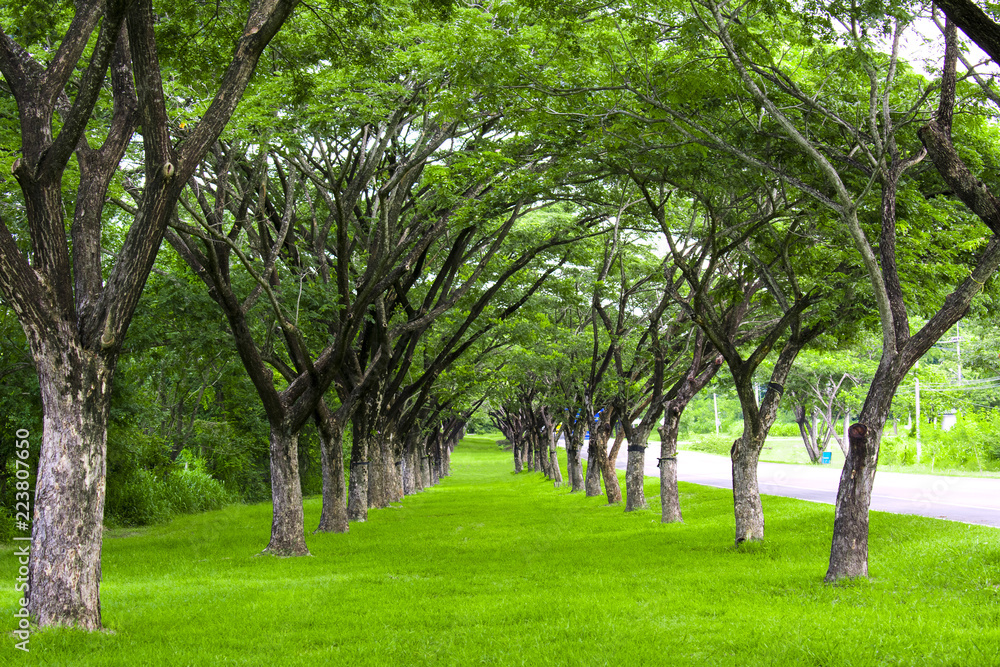 trees in the park