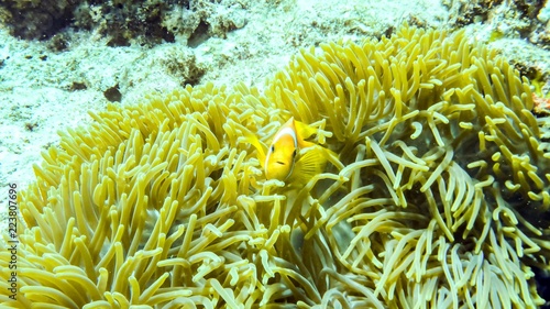 Anemonefish hiding in its anemone, Maldives.
