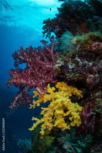 Fototapeta Naklejka Na Ścianę i Meble -  Soft Coral