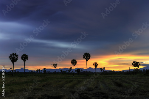 palm tree at twilight