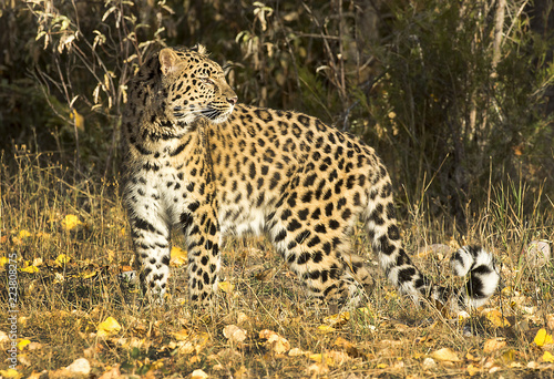 Amur Leopard