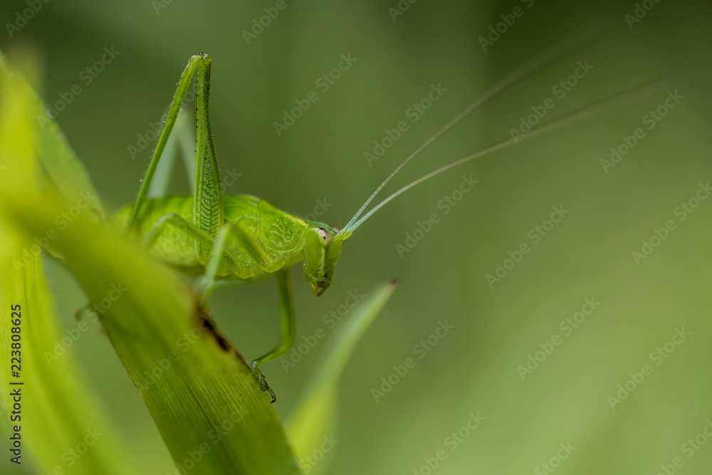 Katydid insect Katydid insect