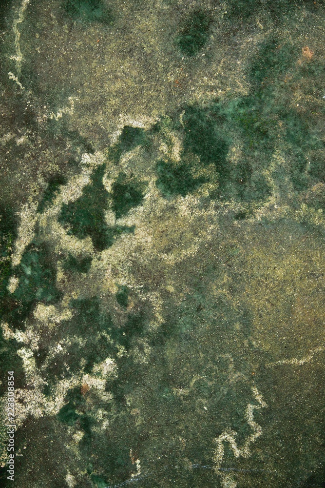 Green moss texture in nature green moss on stone background. Green moss texture in nature green moss on stone background.