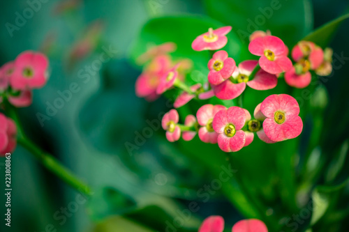 Obraz na płótnie Small Pink Flowers Close Up w salonie
