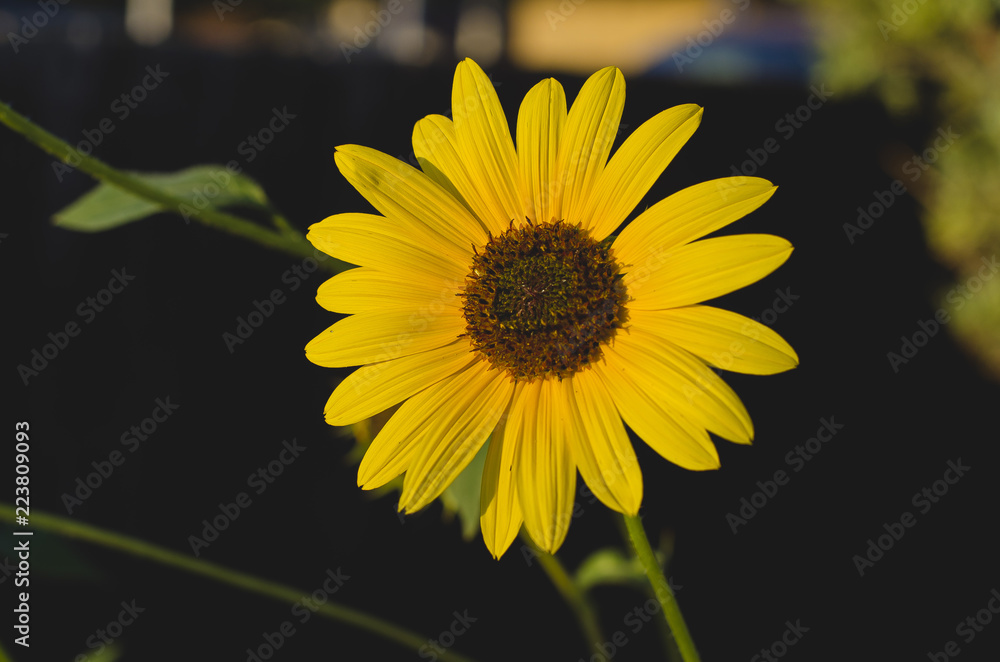 Naklejka premium A soft little sunflower soaking up the summer sun in the cool evening