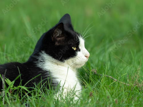 A male black and white colored cat lying in grass