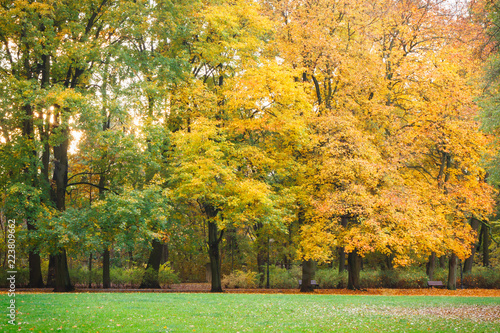 Yellow and orange leaves on trees in autumnal park