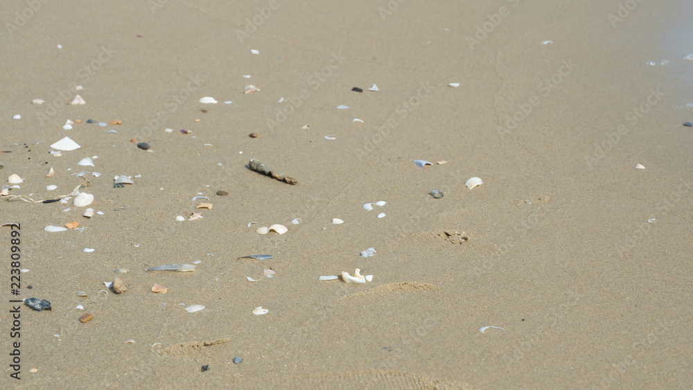 Sand on the beach as background and shellfish Sand on the beach as background and shellfish