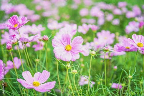 beautiful pink cosmos blooming in garden  shallow dept of field