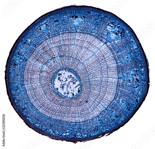 xylophta stem - cross section cut under the microscope – microscopic view of plant cells for botanic education