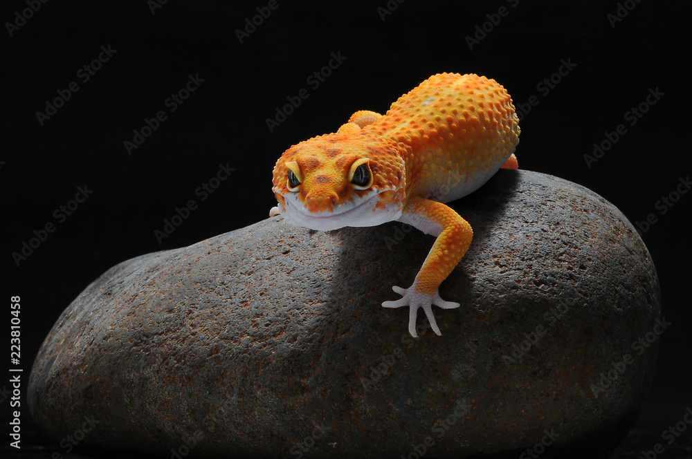 Naklejka premium leopard lizard gecko