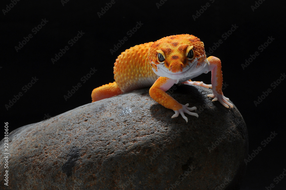 Obraz premium gekon jaszczurka lamparta
